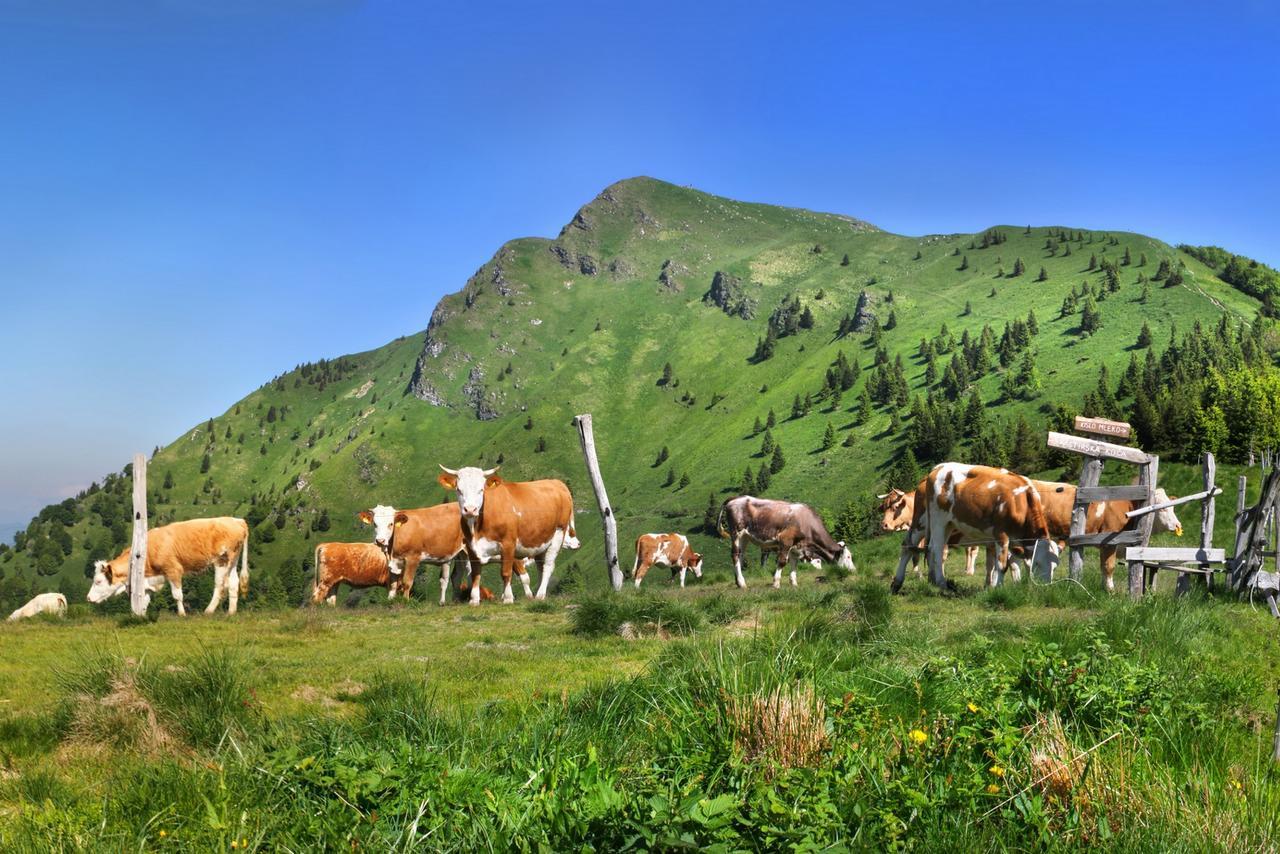 Alpska Perla Apartments Cerkno Buitenkant foto